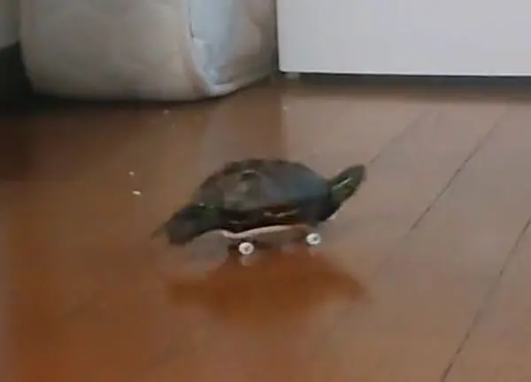 スケボーを華麗に乗りこなすクサガメ　あまりの素早さに飼い主も大爆笑