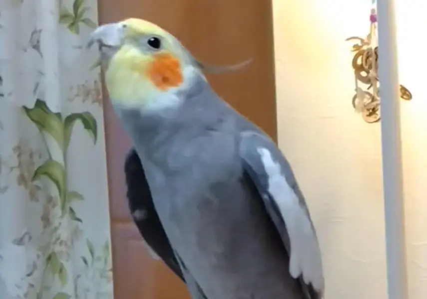 すごくじわる……はとポッポに脳を支配されているインコ