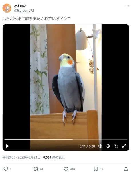 童謡の「鳩ぽっぽ」を、口笛風に奏でるインコ