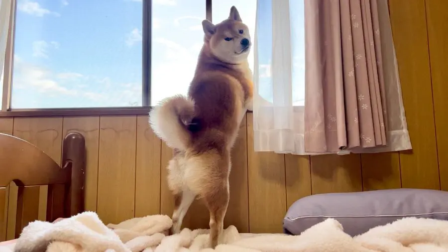 窓から隣人宅を眺めるのが日課