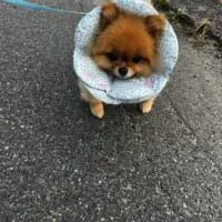 写真に写るまるちゃんは、なんだか遠い目
