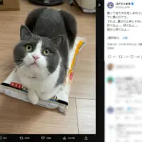 Xへの投稿