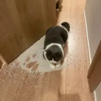 投稿者主催の｢猫砂パーティー｣