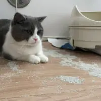 「猫砂バラマキ事件」の時にも犯行に加わった模様