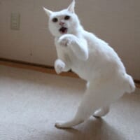 あちょー！秘技猫拳にゃ！　かわいすぎる武術にノックアウト寸前