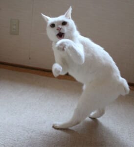 あちょー！秘技猫拳にゃ！　かわいすぎる武術にノックアウト寸前