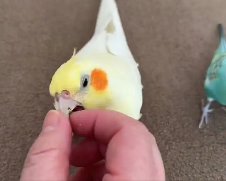 びっくりしたルルちゃんが飼い主さんの指を噛んでしまいました