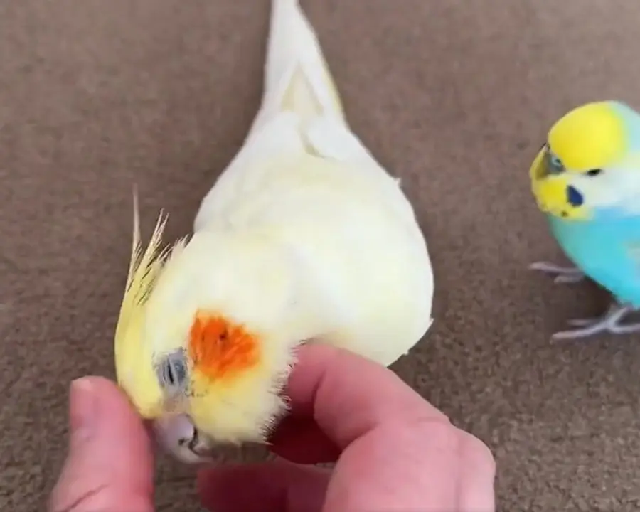 気持ち良さそうに撫でられるルルちゃん