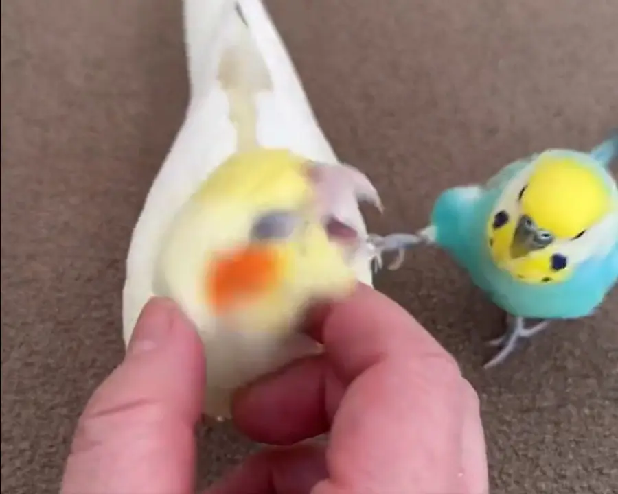 「濡れ衣を着せられる」とはこの事　インコの修羅場で飼い主とばっちり