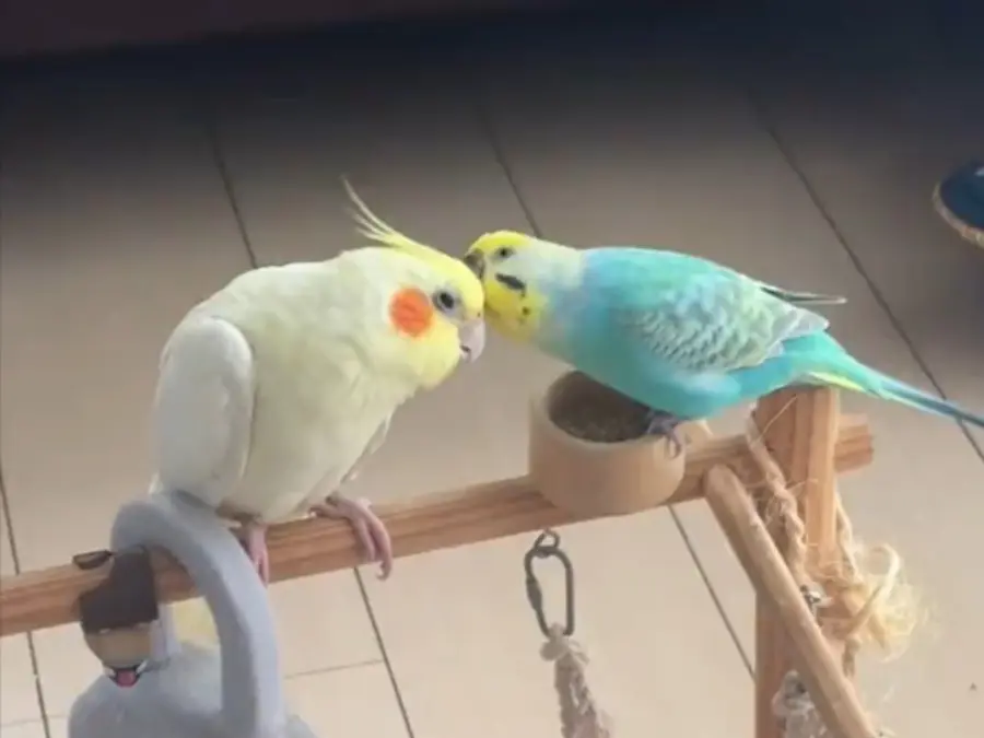 いつも仲良しの2羽