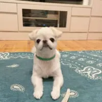 むぎちゃん