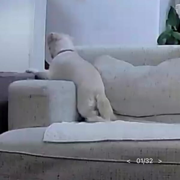ペットカメラに映ったのは帰りを待つ愛犬の姿　あまりのかわいさに悶絶