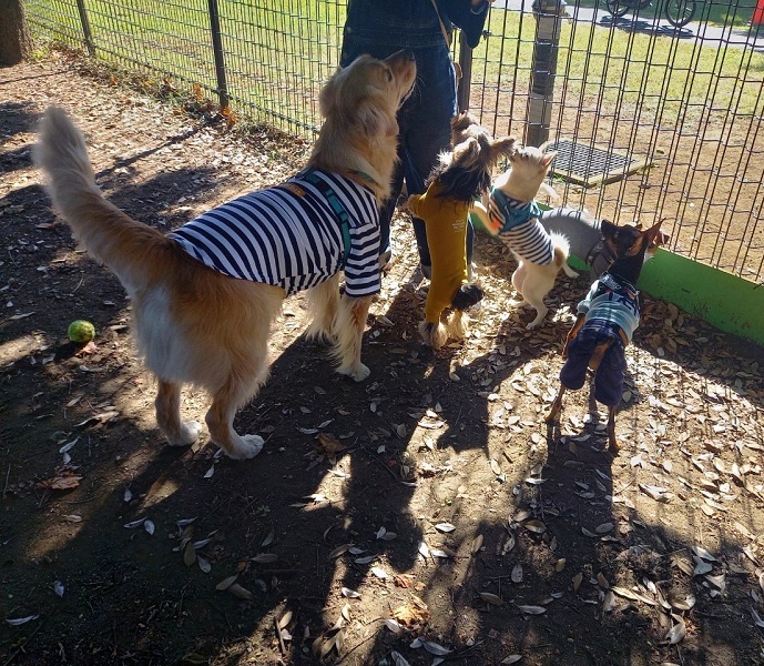 小型犬の友だちとよく一緒に遊んでいるセナくん