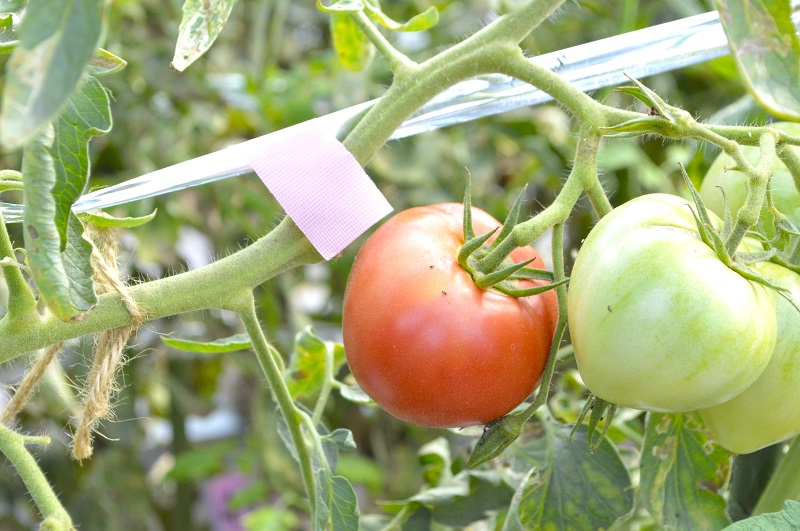 トマトはピンクの目印が付いているものが収穫可能