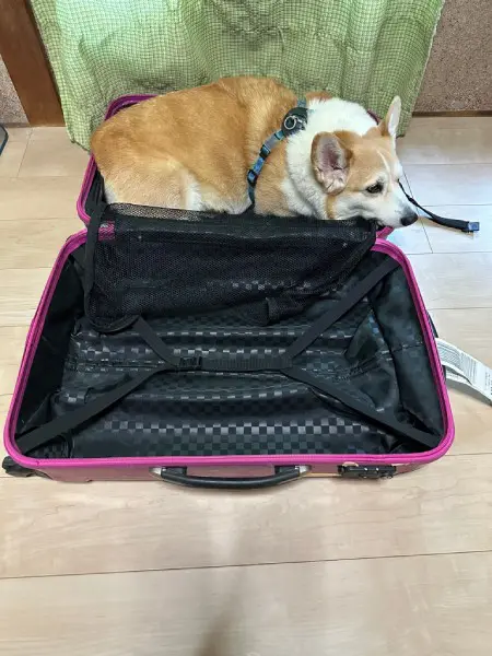 「置いていかないで！」キャリーバックを広げた途端急いで中に入るワンコ