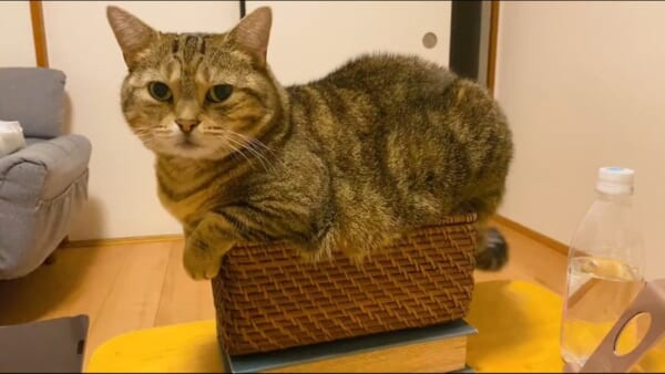 一体なぜそんなところに？　体よりも明らかに小さいかごの上でくつろぐ猫ちゃん