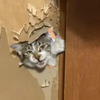 猫がふすまを貫通させた決定的瞬間をパシャリ　猫二代に渡る爪とぎでついに達成