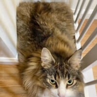 壁とフェンスの隙間でくつろぐ猫があまりに四角い　まさにリアル「香箱」