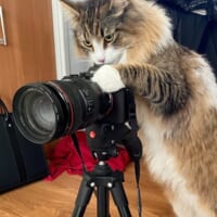写真家の顔つきでカメラを構える北欧猫　良い写真撮りそう……