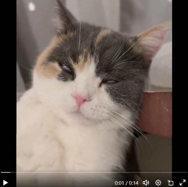 泥酔した人間のように爆睡する猫