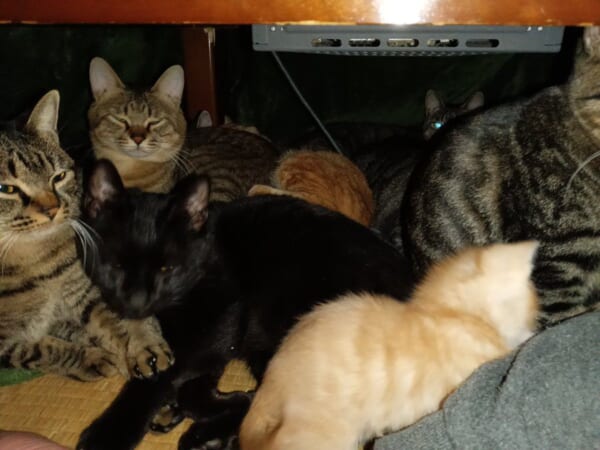 こたつの中が8匹の猫で大渋滞　飼い主「足入れたいです」