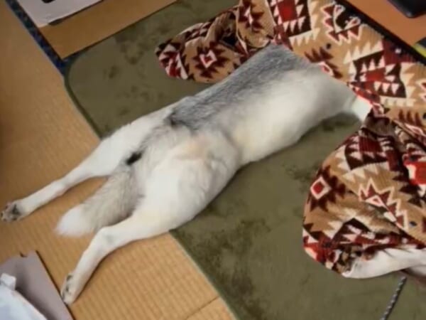もうシベリアには帰れない　こたつが好きすぎるハスキーさん