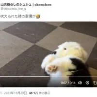 山奥暮らしのシュシュ|chouchouさんの投稿