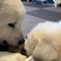 シュシュちゃんにちょっかいをかけるむぅむぅくん