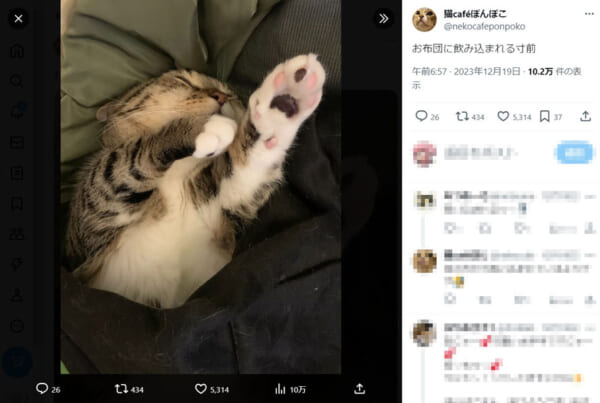 どうしよう……　大きな鯛のぬいぐるみにかたまる猫