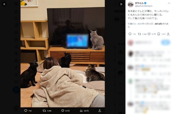 小さいテレビを見ながら髪の毛を食べられる……猫と飼い主の日常が情報量多すぎ