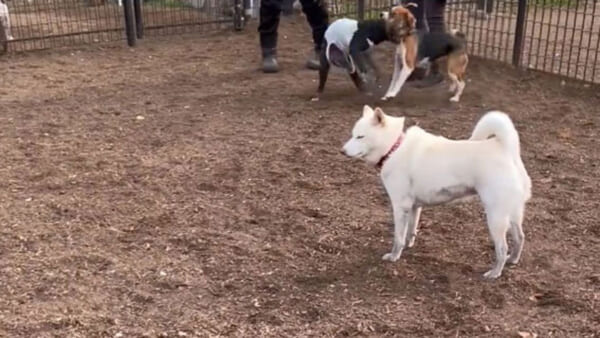 頑なに他犬と絡まない柴犬
