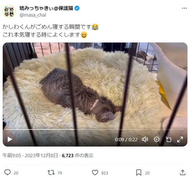 子猫が「ごめん寝」をするまで 独特な寝姿に「癖凄い」「息できてるの？」の声 | おたくま経済新聞