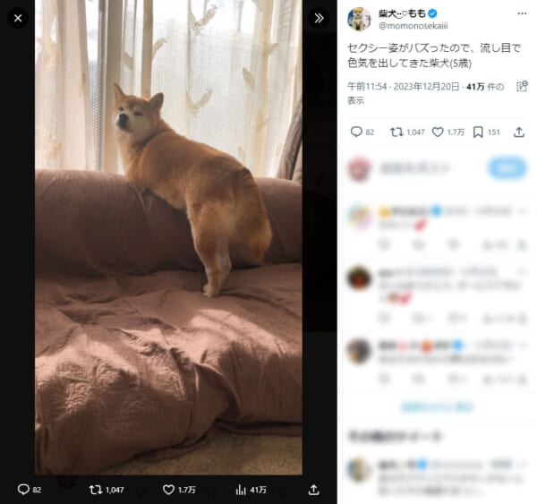 画像提供：柴犬ももさん