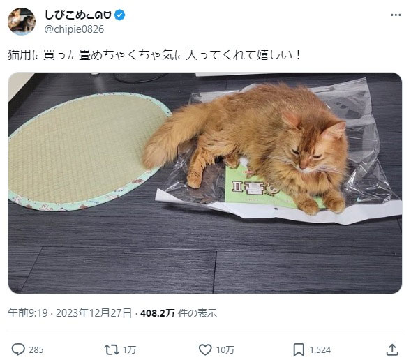 愛猫用に畳を買うも……選ばれたのは袋でした　猫あるあるに10万いいね