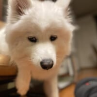 「うつろな表情は、よくしている」と飼い主さん