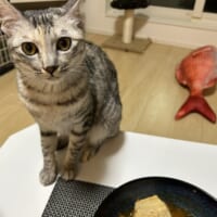 「もう鯛に目もくれない」と投稿した写真