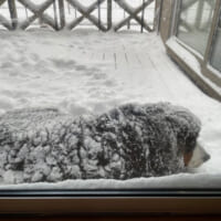 雪が好きすぎて部屋にはいりたがらない大型犬