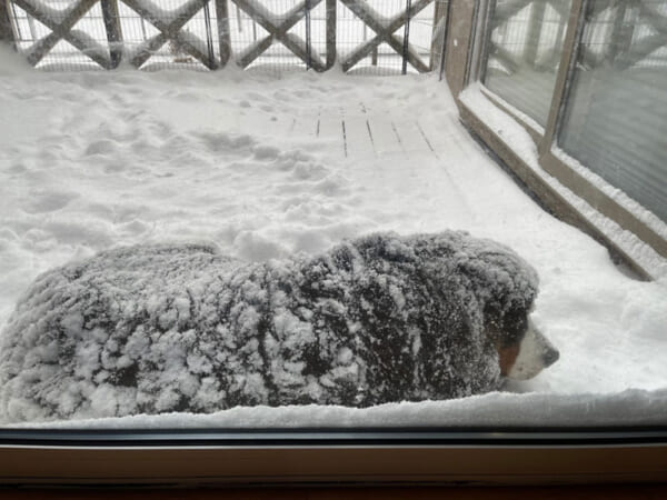 雪が好きすぎて部屋にはいりたがらない大型犬