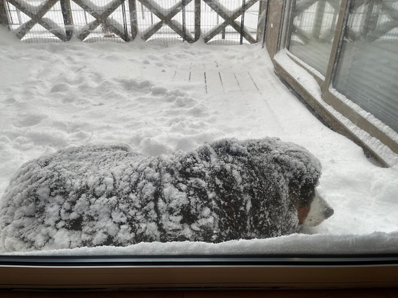雪だ！！絶対外にいるワン！雪が好きすぎて部屋にはいりたがらない大型犬