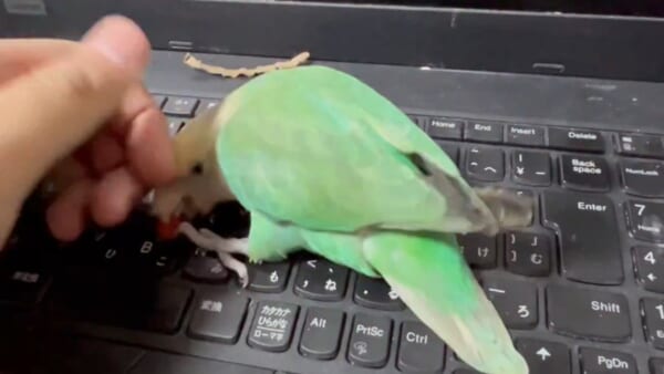 ノートPCの赤ポチは譲れない　飼い主とインコの「絶対に負けられない戦い」