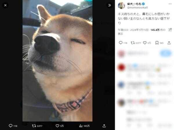 百年の恋も冷めちゃう？にっこり笑う柴犬さんの鼻から伸びる毛に爆笑
