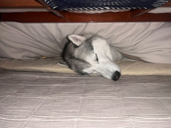 こたつの魅力に気付いたハスキー犬