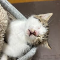 天使って実在したんだ……パーカーのフードの中で眠ってしまった子猫が尊すぎる