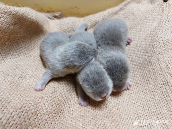 コツメカワウソの赤ちゃんの成長写真が公開　「アクア・トト ぎふ」では7年ぶりの繁殖