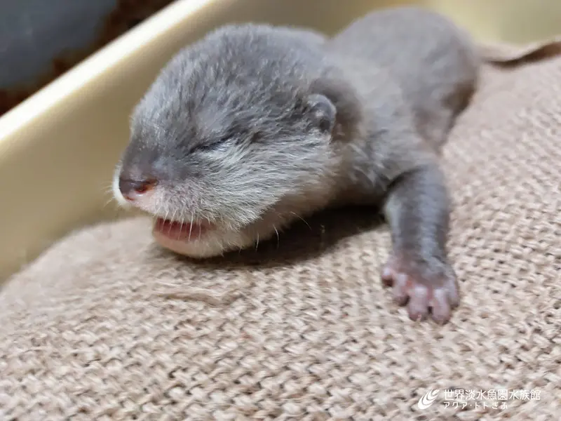 生後約30日の目が開く前の赤ちゃん