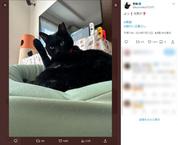 「よっ！元気か？」　イケメン猫にハートを撃ち抜かれる人が続出