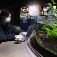 スマートアクアリウム静岡にフリーWi-Fi設置のカフェスペースが登場