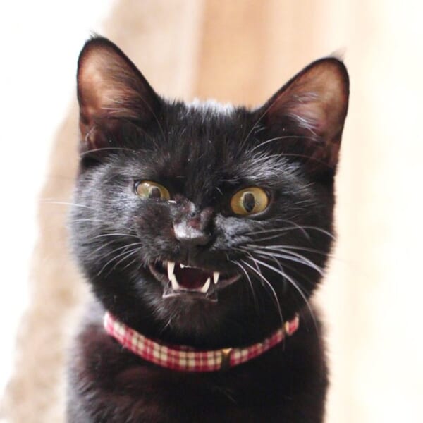 何か企んでる？ニヤリとする黒猫さんに「昔の任侠映画ポスターにありそう」の声