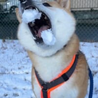 楽しい雪合戦のはずが……投げた雪玉を食べることに必死な柴犬さんに爆笑