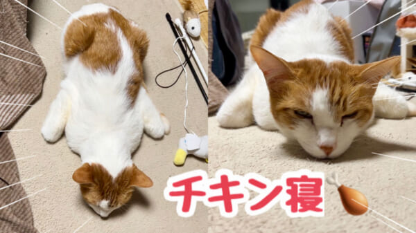 「チキン寝」する猫がかわいい